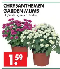 Wreesmann Chrysanthemen garden mums Angebot