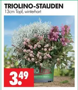 Wreesmann Triolino-stauden Angebot