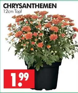 Wreesmann Chrysanthemen Angebot
