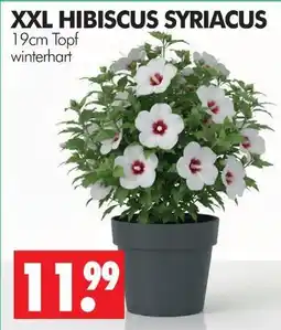 Wreesmann Hibiscus syriacus Angebot