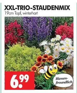 Wreesmann Xxl-trio-staudenmix Angebot