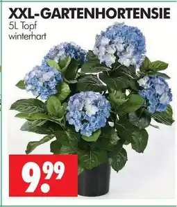 Wreesmann Xxl-hortensie Angebot