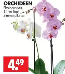 Wreesmann Phalaenopsis Angebot