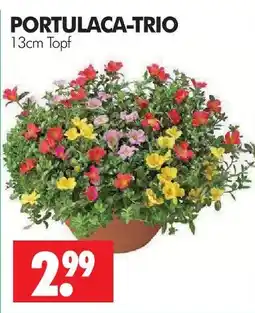 Wreesmann Portulaca-trio Angebot