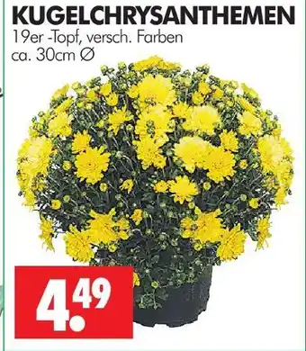 Wreesmann Kugelchrysanthemen Angebot