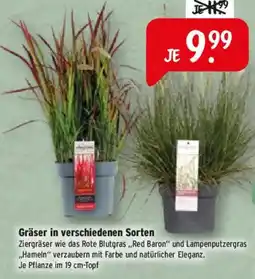 Raiffeisen Markt Gräser in verschiedenen Sorten Angebot