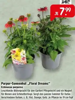 Raiffeisen Markt Purpur-Sonnenhut ,,Floral Dreams" Echinacea purpurea Angebot