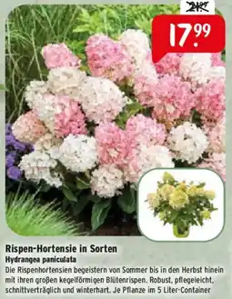 Raiffeisen Markt Rispen-Hortensie in Sorten Hydrangea paniculata Angebot