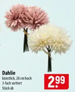 Famila Nord Ost Dahlie Angebot