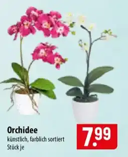 Famila Nord Ost Orchidee Angebot