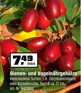 OBI Bienen und Vogelnährgehölze Angebot