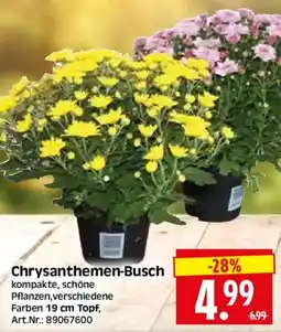 Herkules Baumarkt Chrysanthemen-Busch Angebot