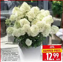 Herkules Baumarkt Reinweisse Rispenhortensie Hydrangea pan. Whitelight® Angebot