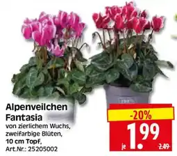 Herkules Baumarkt Alpenveilchen Fantasia Angebot