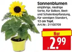 Herkules Baumarkt Sonnenblumen Angebot