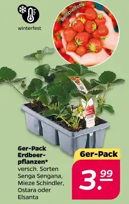 Netto Erdbeerpflanzen Angebot