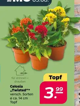 Netto Celosia Angebot