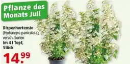 Multi Markt Rispenhortensie (Hydrangea paniculata) Angebot