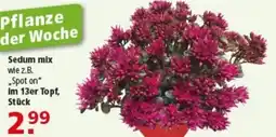 Multi Markt Sedum mix Angebot