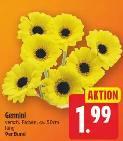 Edeka Center Germini Angebot