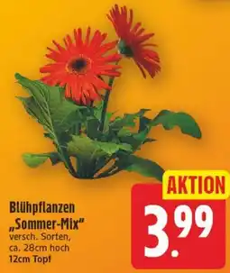 Edeka Center Blühpflanzen "Sommer-Mix" Angebot