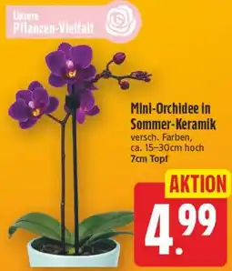 Edeka Center Mini-Orchidee in Sommer-Keramik Angebot