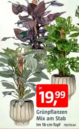 Bauhaus Grünpflanzen Mix am Stab Angebot