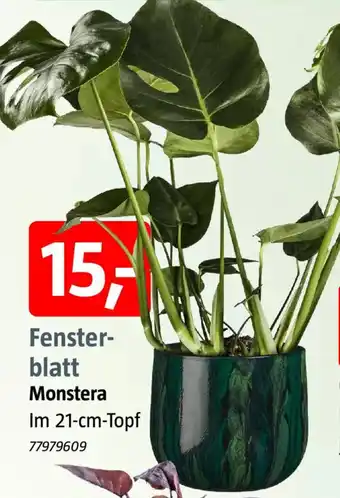Fensterblatt Monstera