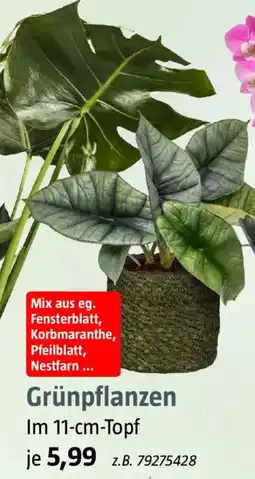 Bauhaus Grünpflanzen Angebot