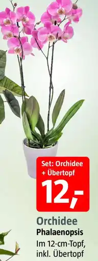 Bauhaus Orchidee Phalaenopsis Angebot