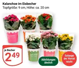Globus Kalanchoe im Eisbecher Angebot