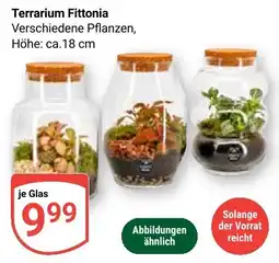 Globus Terrarium Fittonia Angebot