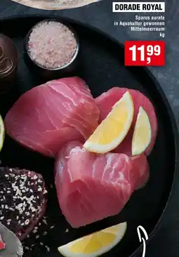 Handelshof Dorade royal Angebot