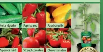 Norma Gemüsepflanze Angebot