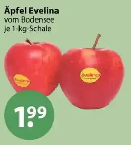 V Markt Äpfel Evelina Angebot