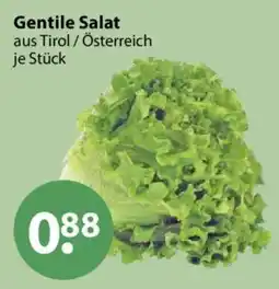 V Markt Gentile Salat Angebot