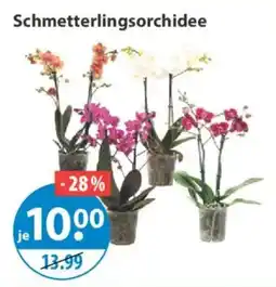 V Markt Schmetterlingsorchidee Angebot