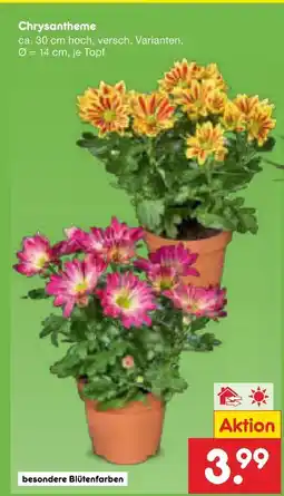 Netto Marken-Discount Chrysantheme Angebot