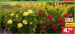 Netto Marken-Discount Rosen busch Angebot