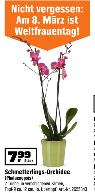 OBI Schmetterlings-Orchidee(Phalaenopsis) Angebot