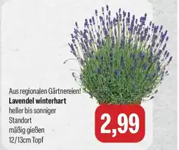 Feneberg Lavendel winterhart Angebot