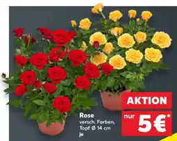 Kaufland Rose Angebot
