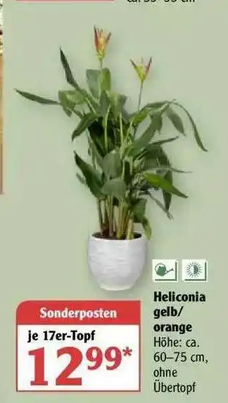 Globus Heliconia Gelb-orange Angebot