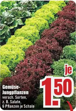 B1 Discount Baumarkt Gemüse-Jungpflanzen Angebot