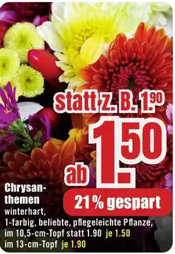 B1 Discount Baumarkt Chrysanthemen Angebot