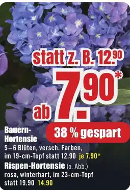 B1 Discount Baumarkt Bauern-Hortensie Angebot