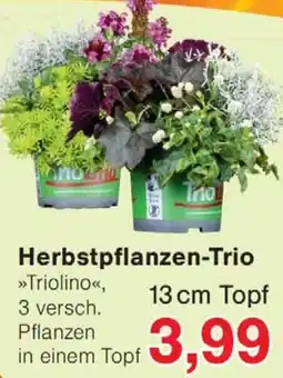 Wiglo Wunderland Herbstpflanzen-Trio »Triolino« Angebot
