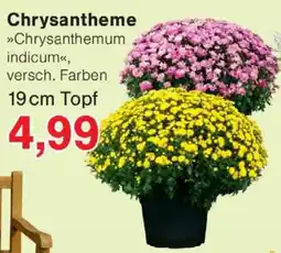 Wiglo Wunderland Chrysanthemum indicum Angebot