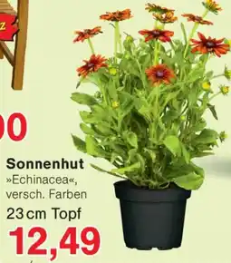Wiglo Wunderland Sonnenhut »Echinacea« Angebot