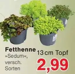 Wiglo Wunderland Fetthenne »Sedum« Angebot
